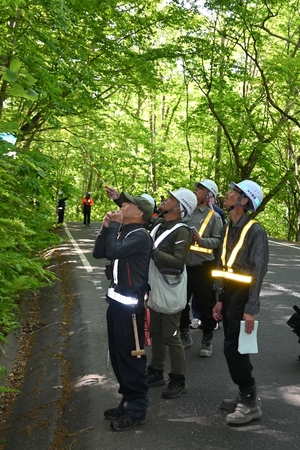 安全な通行確保へ樹木点検　奥入瀬渓流の国道102号など／青森県