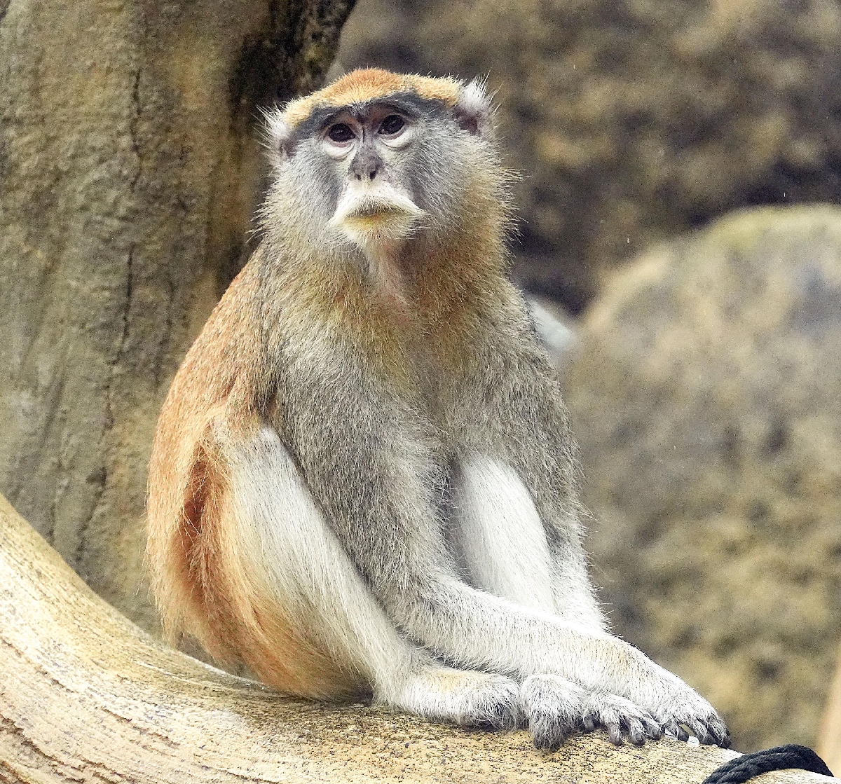 　木の上にすわるパタスモンキー＝愛知県豊橋市の豊橋総合動植物公園