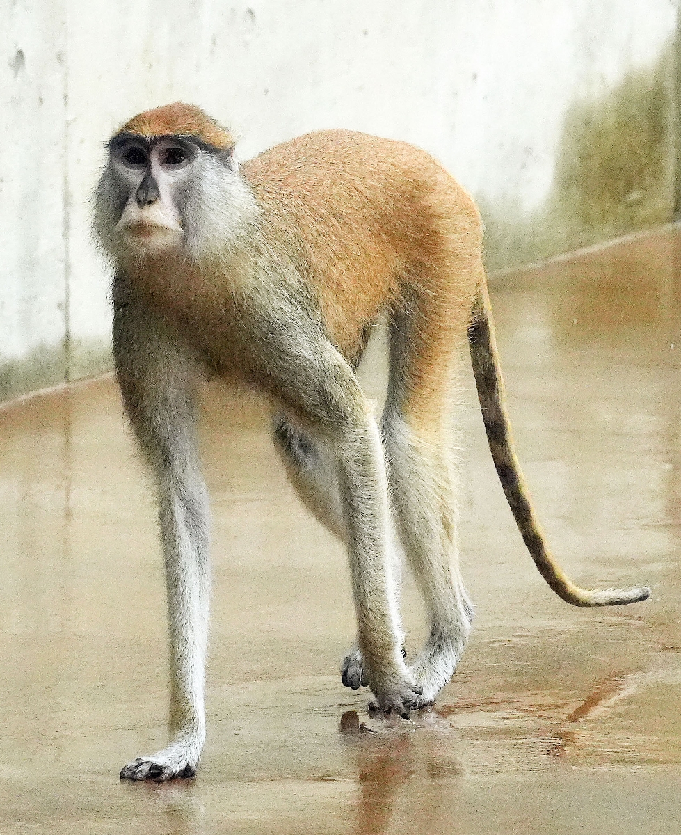 手足が長いパタスモンキー=愛知県豊橋市の豊橋総合動植物公園