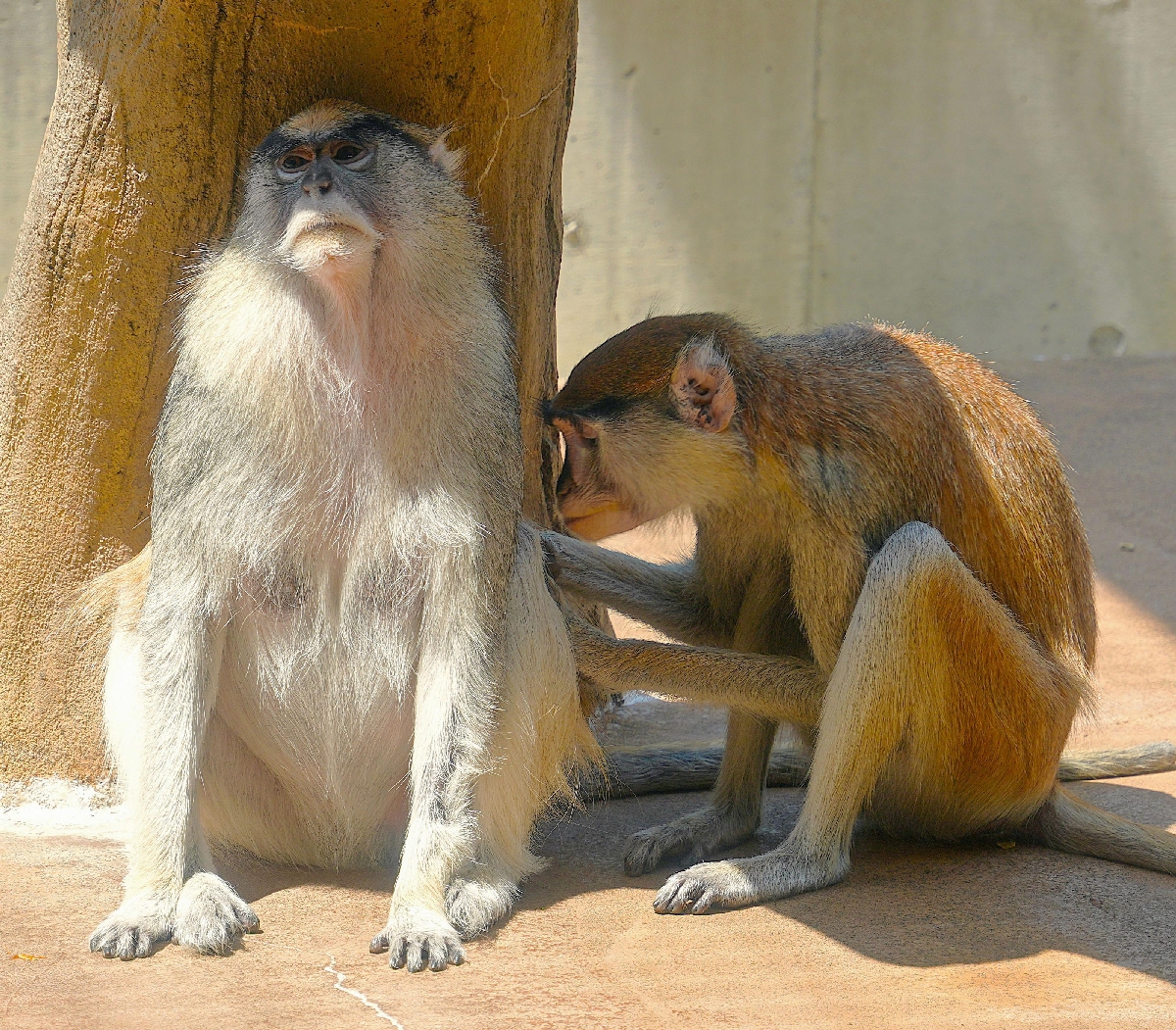 毛づくろいするパタスモンキー=愛知県豊橋市の豊橋総合動植物公園