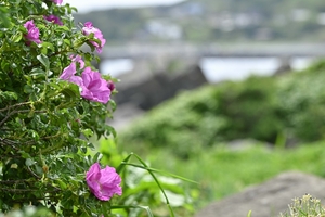初夏の陽気に　青森県内各地で夏日