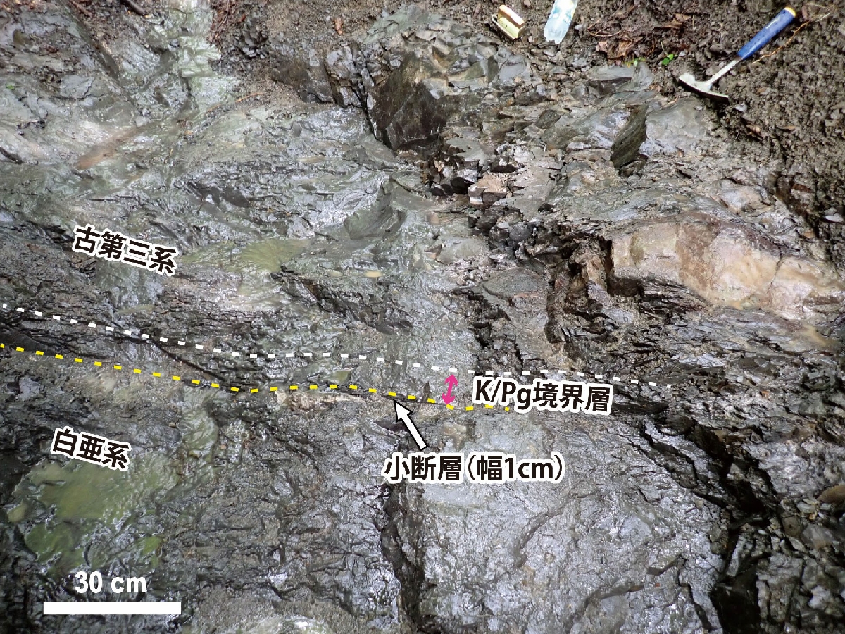 　北海道浦幌町で発見された、約６６００万年前に小惑星が衝突した影響を示す地層の一部（研究チーム提供）