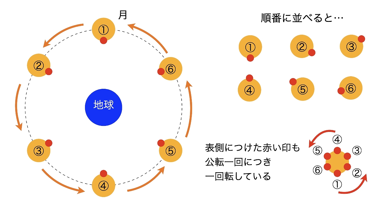 月の公転と自転を表した模式図。「常に表側が地球に向く」ことを考えると，月自身も自転していることが分かる（筆者作成）。