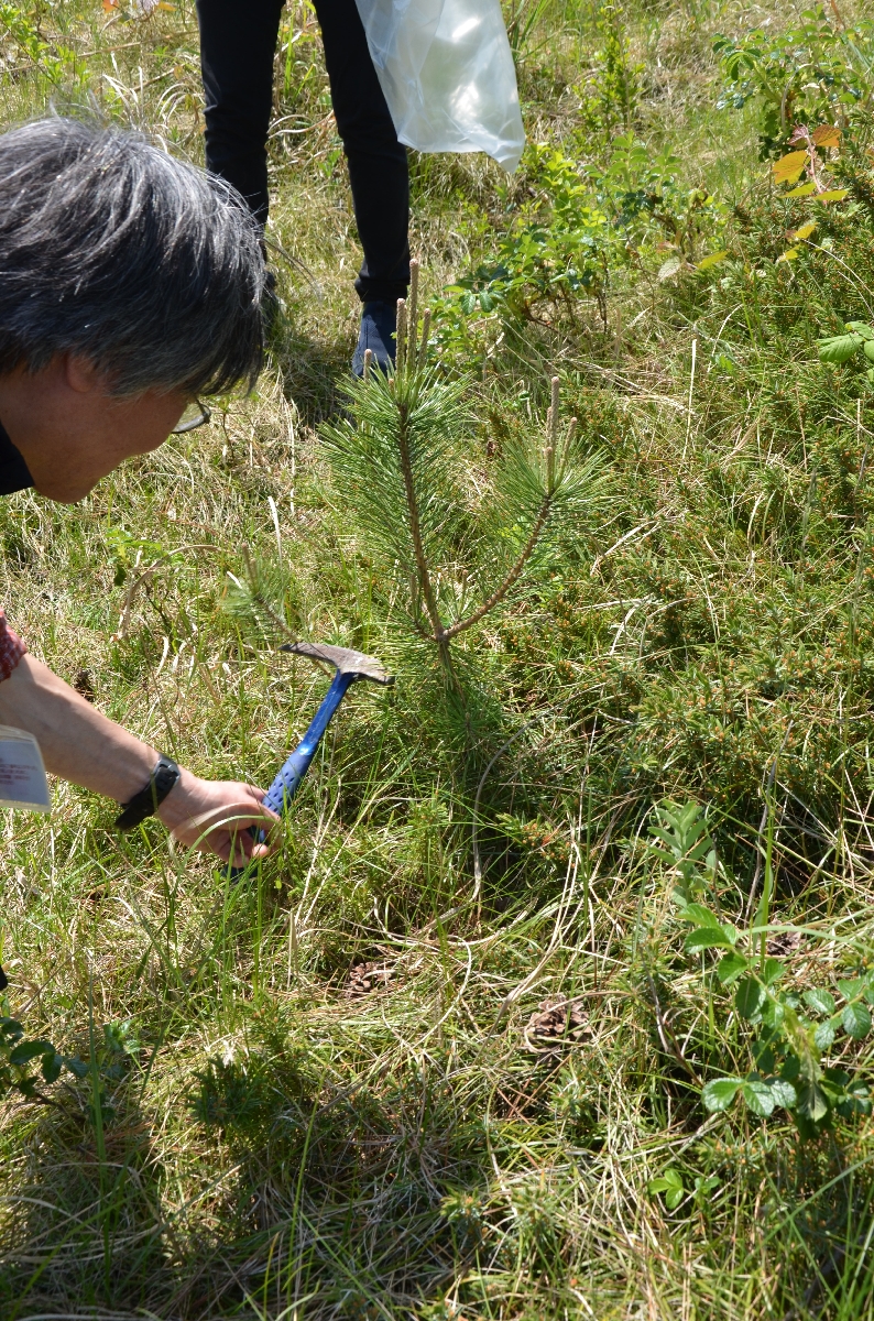 芝生地の周辺で自然増殖しているクロマツの実生松