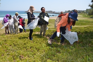 天然の芝生地守ろう　種差海岸でクロマツ除去体験
