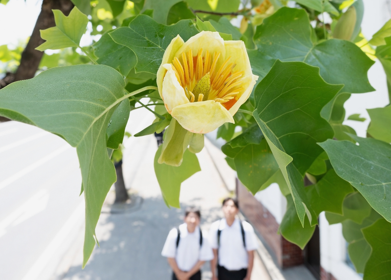 チューリップに似た薄黄色の花を咲かせるユリノキ=20日、八戸市糠塚の「ゆりの木通り」(大西桂介撮影)