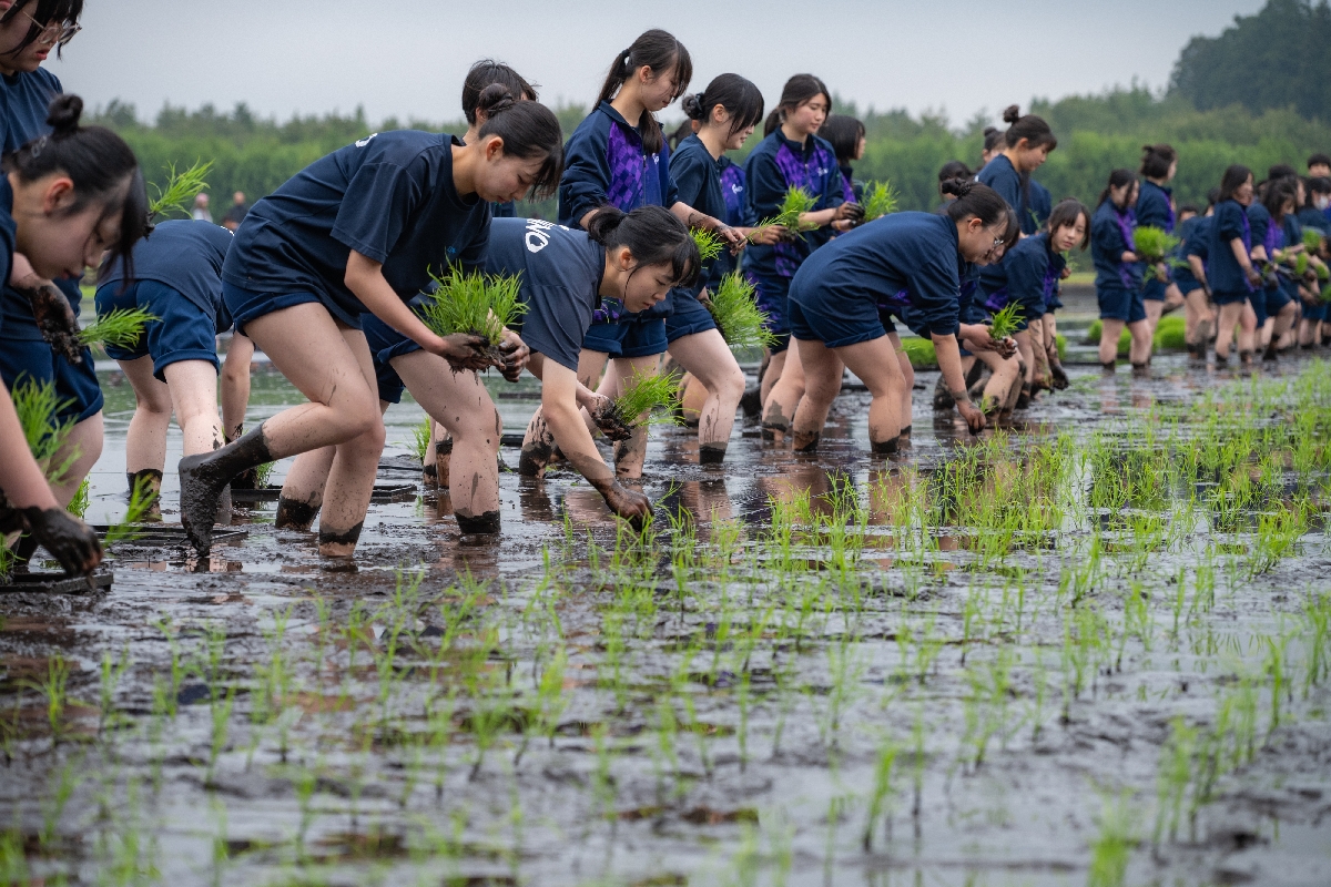 掛け声に合わせ一斉に田植えを行う生徒＝２１日、青森県立三本木農業恵拓高