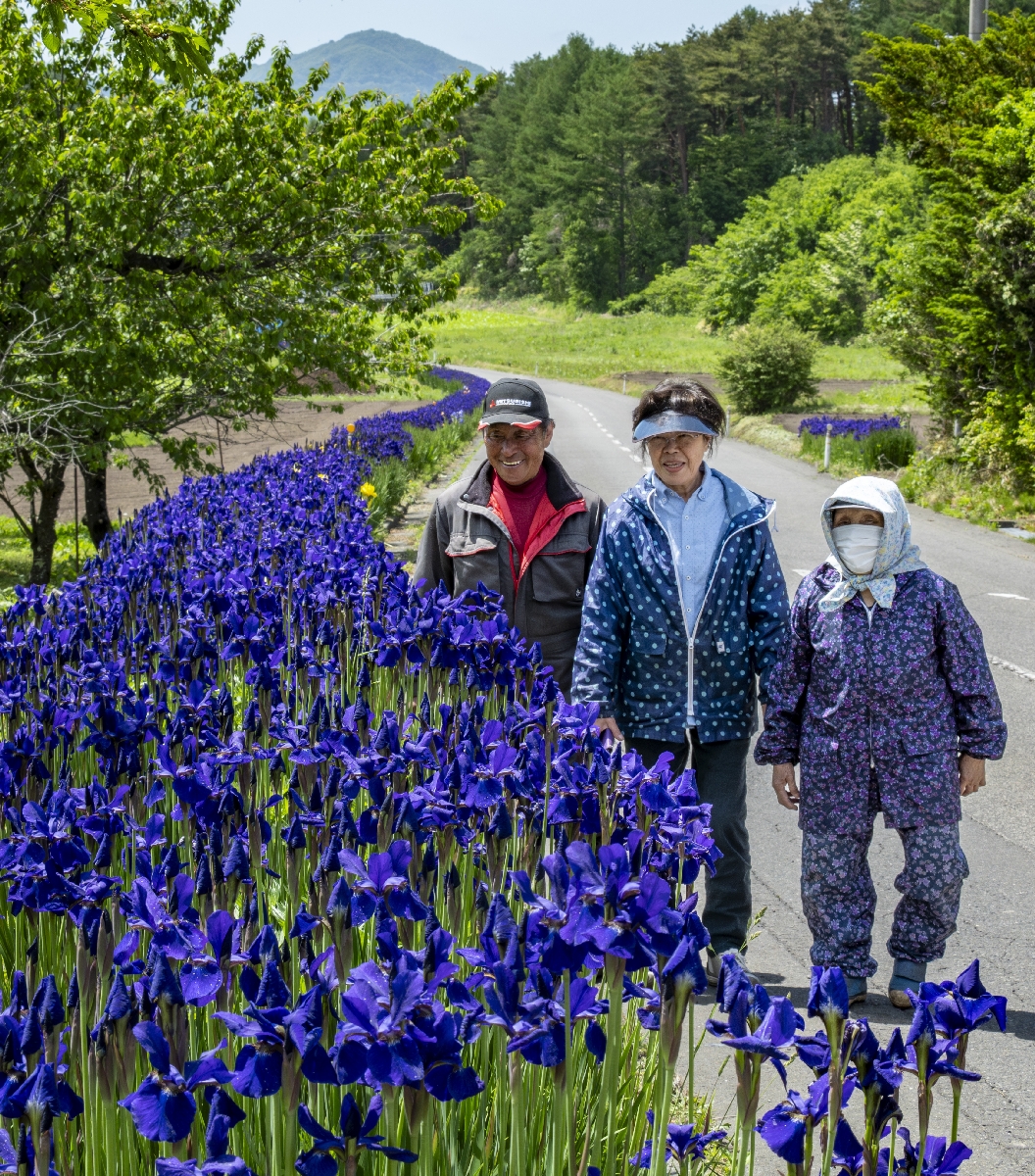 紫色の花が咲き誇るアヤメロード=22日、八戸市南郷大森地区