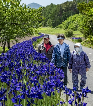 「ゆっくり歩いて」紫の道 八戸・南郷のアヤメロード