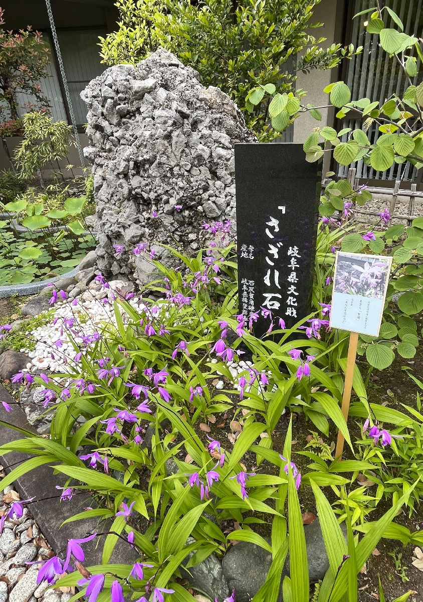 さざれ石とシランの花=東京都千代田区