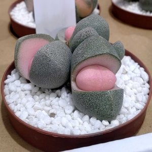 【写真探偵あどばるーん】今回の依頼人は・・・ 半熟たまごがお好きさん(八戸市)
