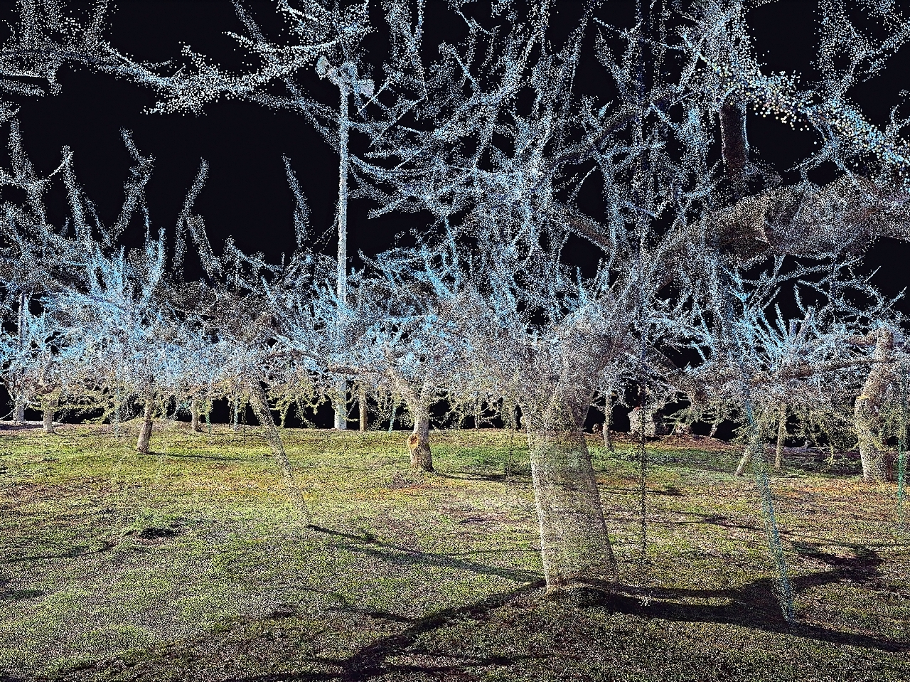 剪定前後のリンゴ園地の3D画像。剪定を必要とする枝は青色で示される(きゅうりトマトなすび提供)