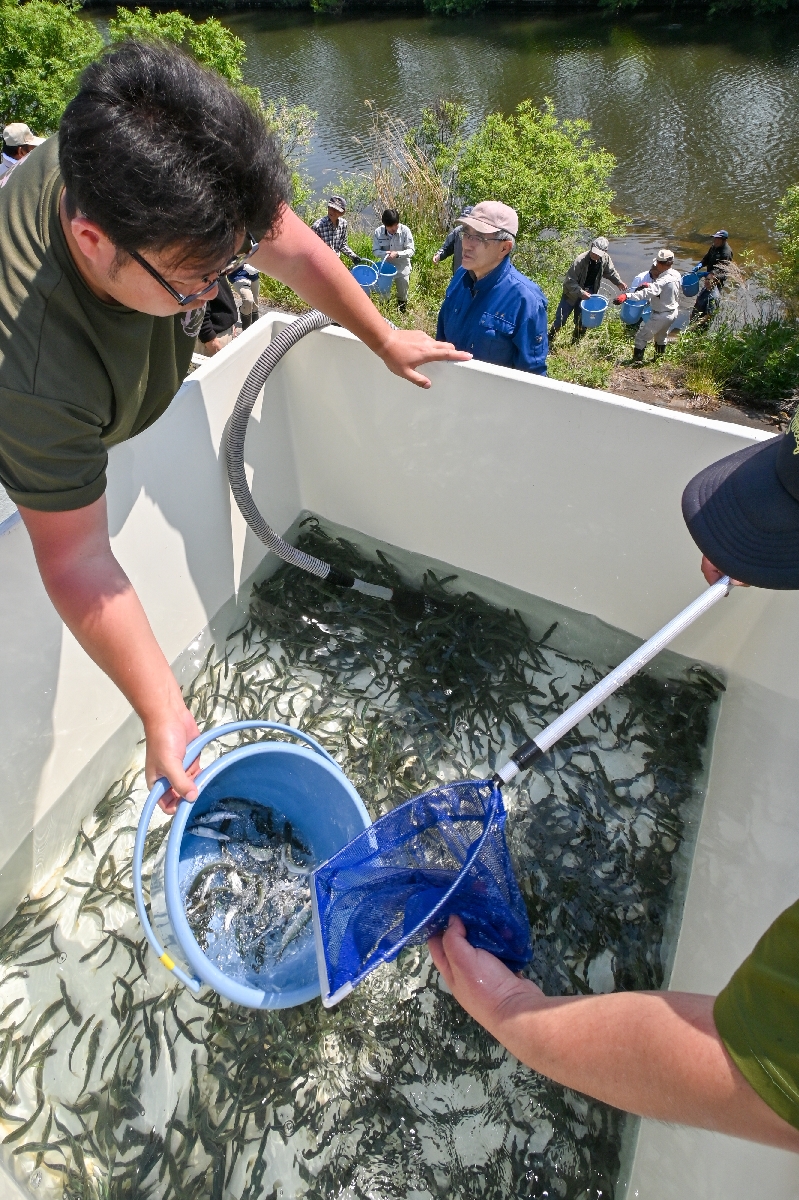 アユの稚魚をバケツリレーで放流する参加者