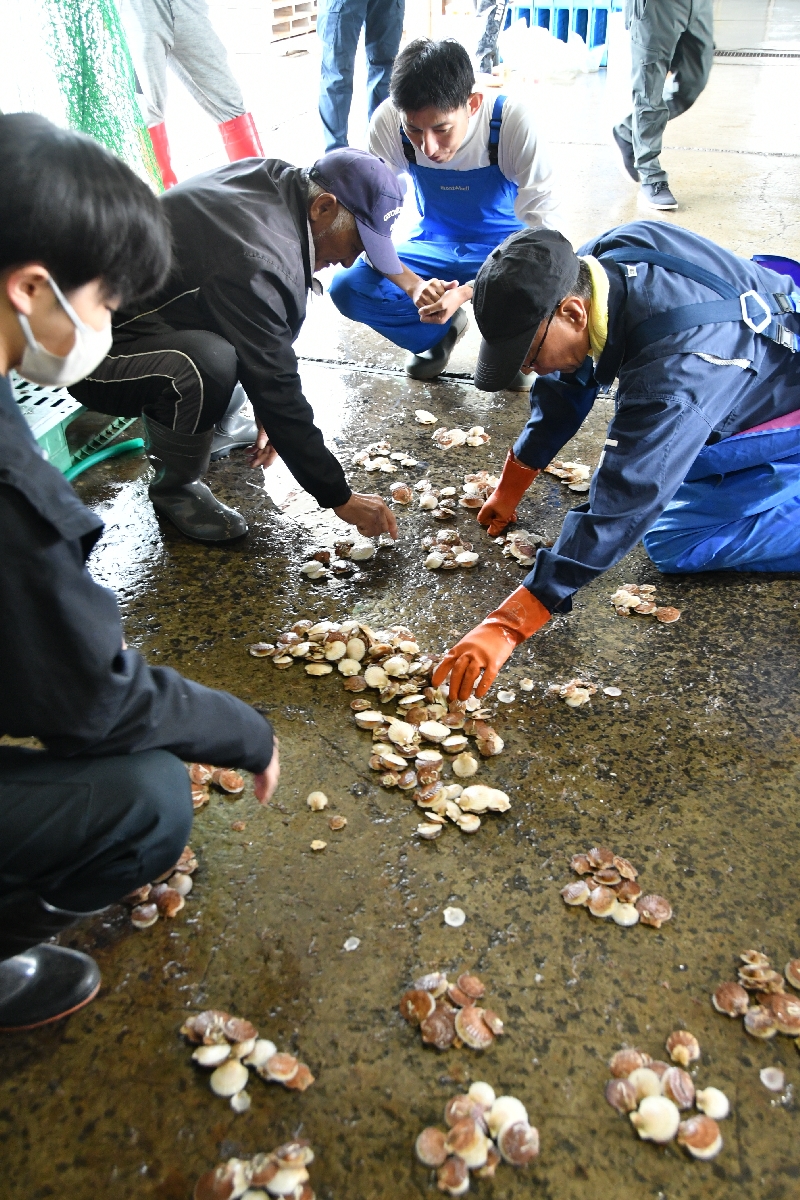 ホタテガイの成育状況を確認する関係者。成長にはばらつきが見られた＝２５日、むつ市の川内町漁協