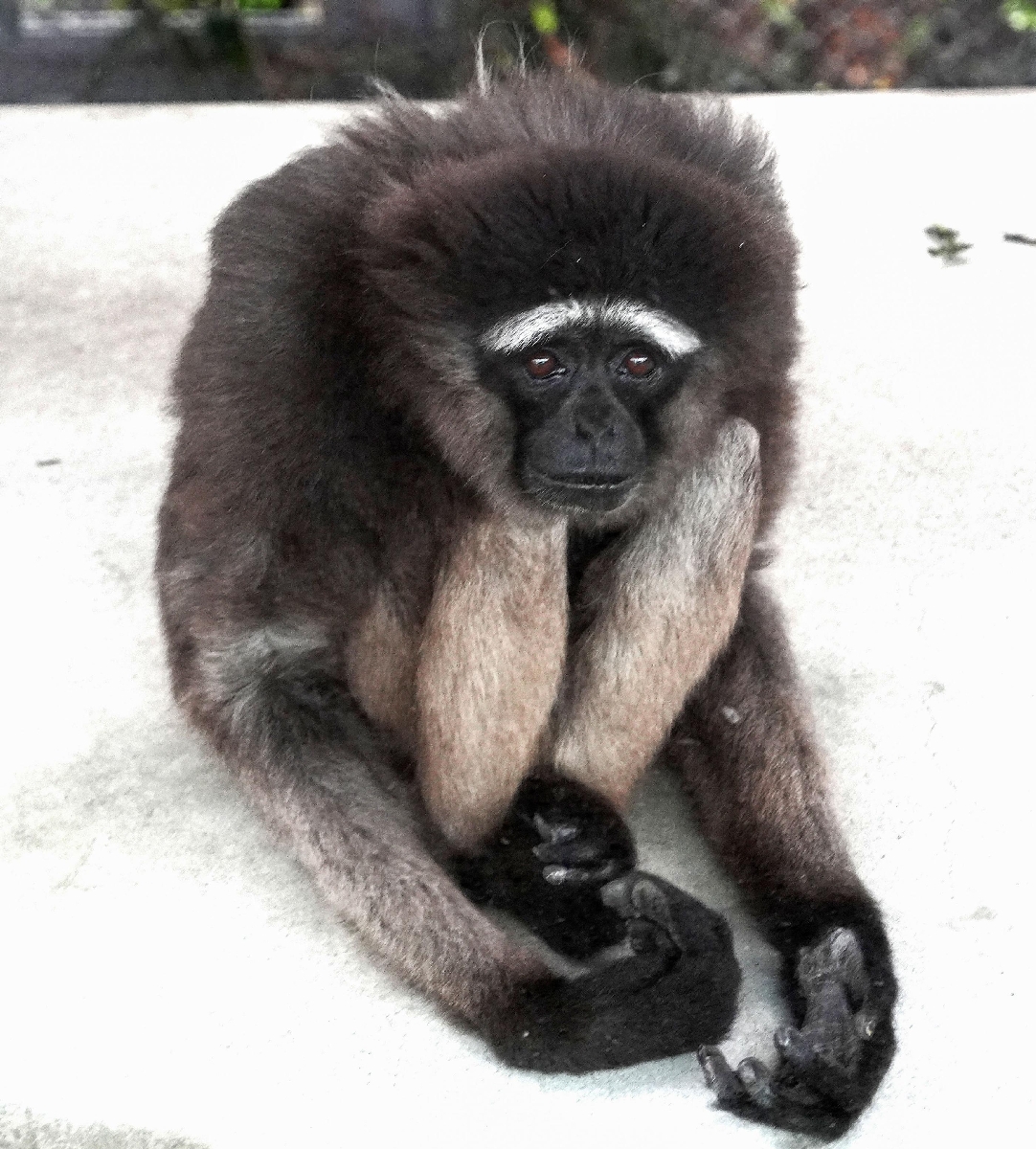 ゆかにすわるボルネオシロヒゲテナガザル=愛知県豊橋市の豊橋総合動植物公園