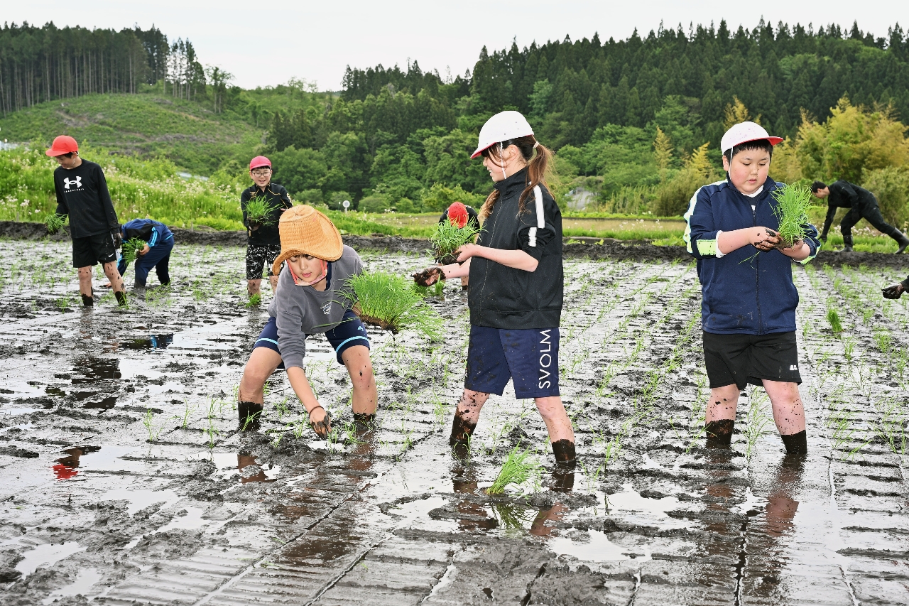 田植えに励む児童たち