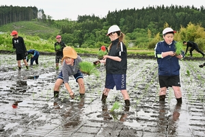 「おいしいお米に育てたい」 五戸・倉石小児童が学校田で田植え