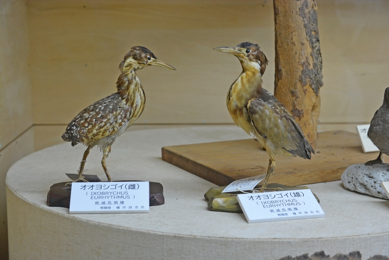 絶滅危惧オオヨシゴイ 三沢市所蔵剝製は貴重な史料 日本野鳥の会・安藤さん ネガをデジタル画像化
