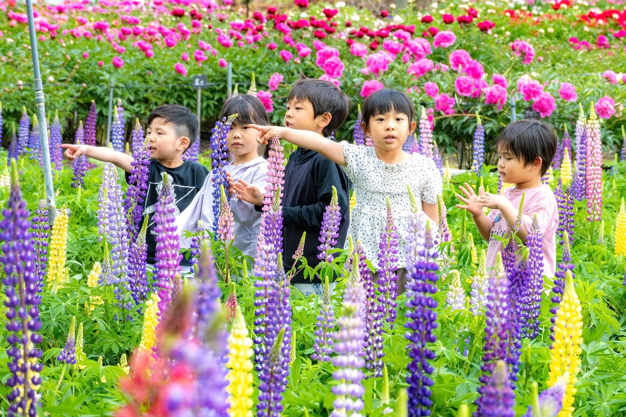 どこ見ても彩り鮮やか　ルピナスとシャクヤク見頃／十和田・手づくり村鯉艸郷