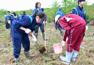 古里の山林を守ろう　児童生徒ら、広葉樹の苗木140本植樹/洋野・大野