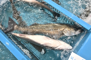 旬だより「スズキ」（６月１日、八戸市第２魚市場）