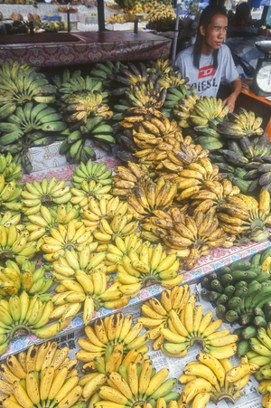 【世界おもしろ植物の旅】木みたいだけど草です　何百種類もあるバナナ