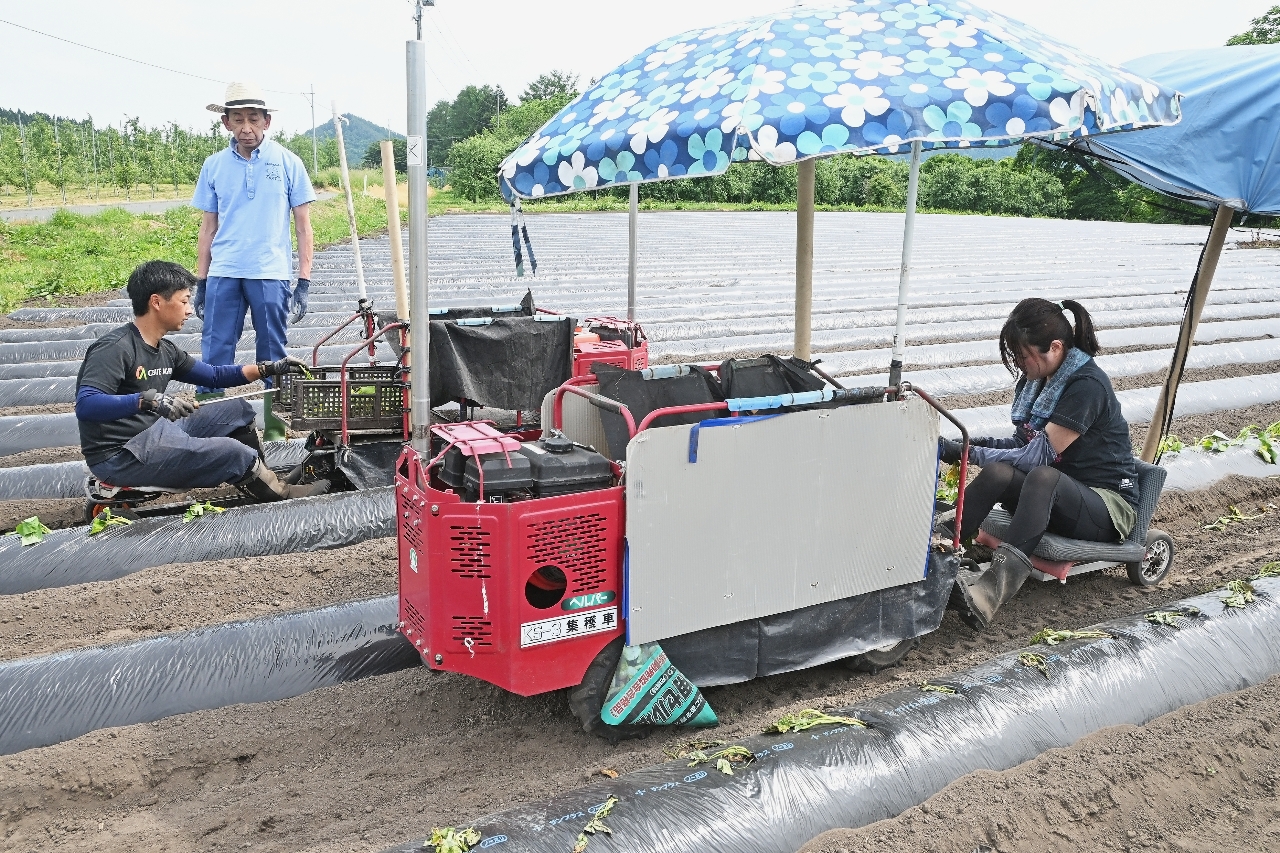 葉タバコ用の作業車でサツマイモの植え付けをする関係者=2日、三戸町