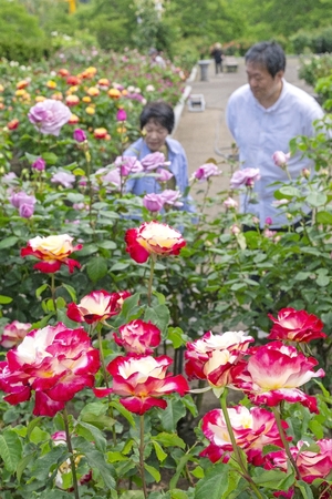 夏の日差し浴び、バラ次々開花 八戸公園《📸×5》
