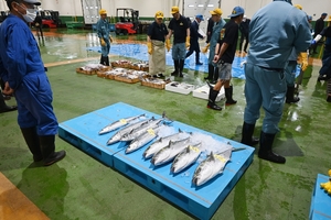定置網漁、マグロに苦慮 漁獲枠消化、放流負担に/青森県太平洋側近海