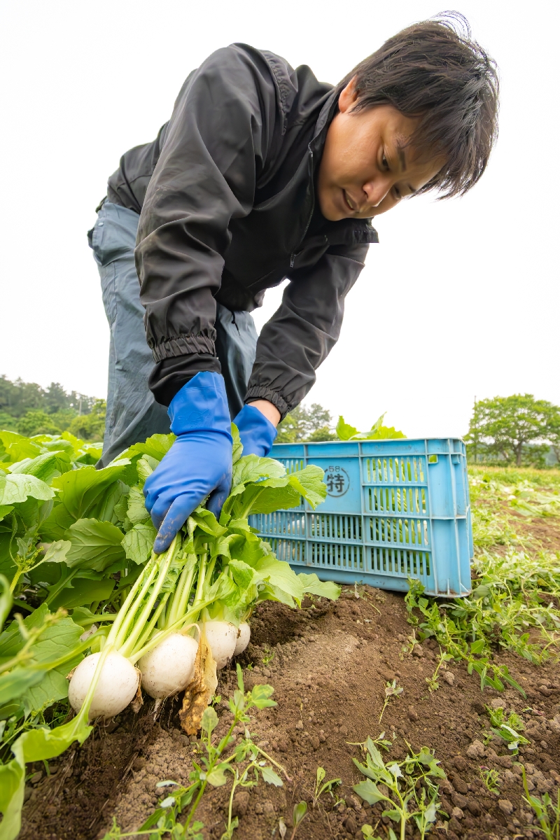 最盛期を迎え収穫される「野辺地葉つきこかぶ」=4日、野辺地町