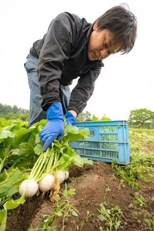鮮度求め未明から作業に汗 野辺地葉つきこかぶ収穫盛ん