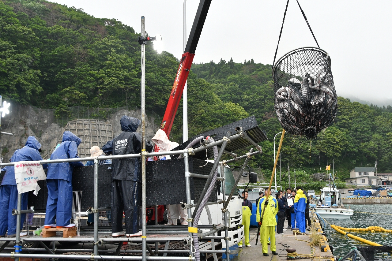 水揚げが本格化する養殖サーモン=4日、むつ市脇野沢