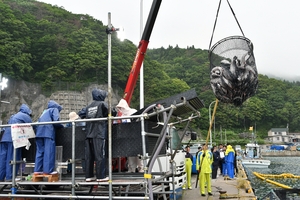 養殖サーモンの水揚げ本格化 脇野沢沖、生産順調で増産方針/むつ