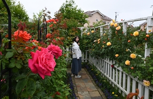 色とりどりの花々見ごろ　おいらせ・中岫さん方「ローズガーデンＮａｋａ」