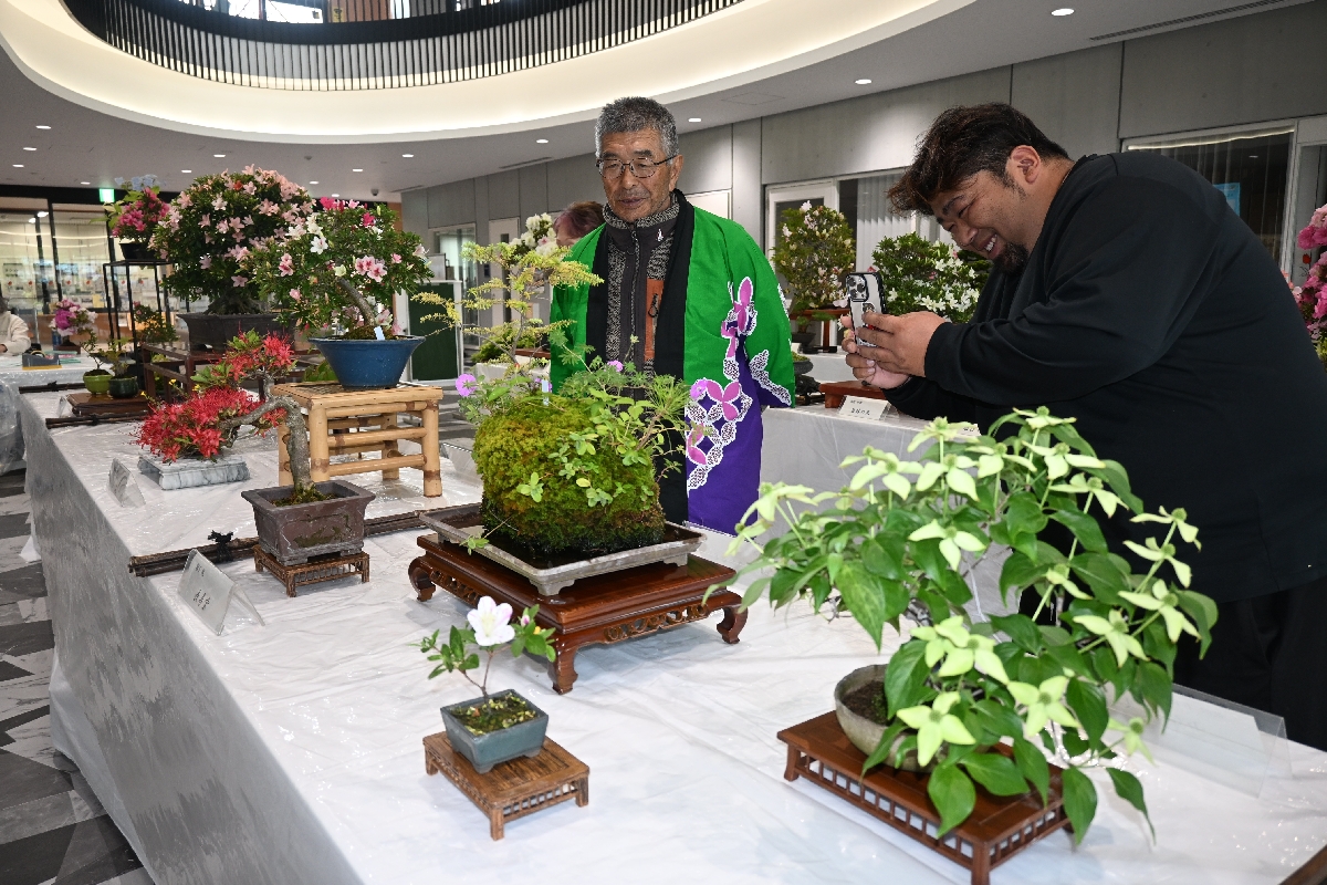 サツキや山野草など色とりどりの盆栽が並ぶ会場