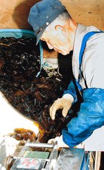 【紙面アーカイブから】「味わい物語」すき昆布② 収穫期は毎日“超”多忙