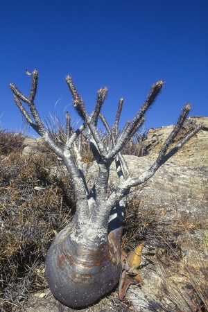 【世界おもしろ植物の旅】小さな体にひめた力 塊根植物のパキポディウム