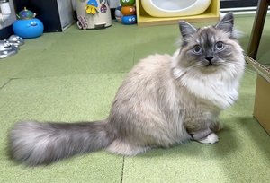 【八戸ねこ物語】(番外編7)ぷっちょ君&とろろちゃん&ふぁーふぁちゃん(ねこカフェ猫八)