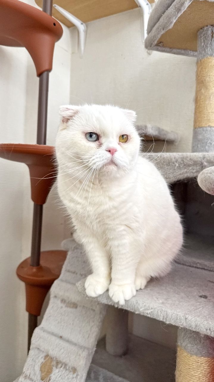 目の色が左右で異なるオッドアイの持ち主のとろろちゃん