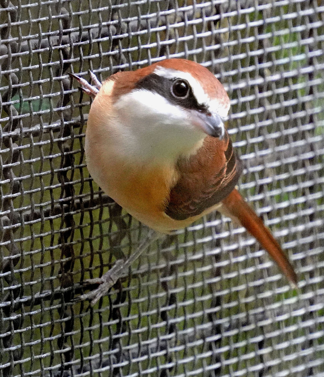 あみに止まるアカモズ=愛知県豊橋市の豊橋総合動植物公園