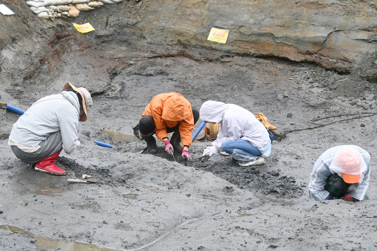 約９千万年前の地層で黙々と採掘体験する参加者
