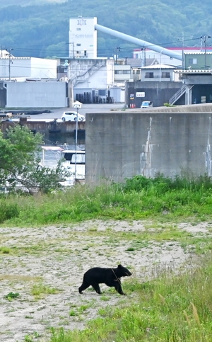 川を泳いで来たか 久慈でクマ目撃
