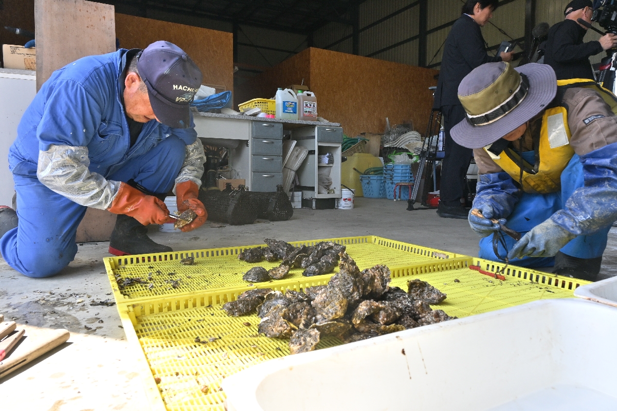 テストマーケティングに向けカキの殻を掃除する関係者＝１２日、八戸市