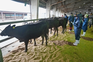 体形、生育状況を評価 十和田で子牛管理共進会