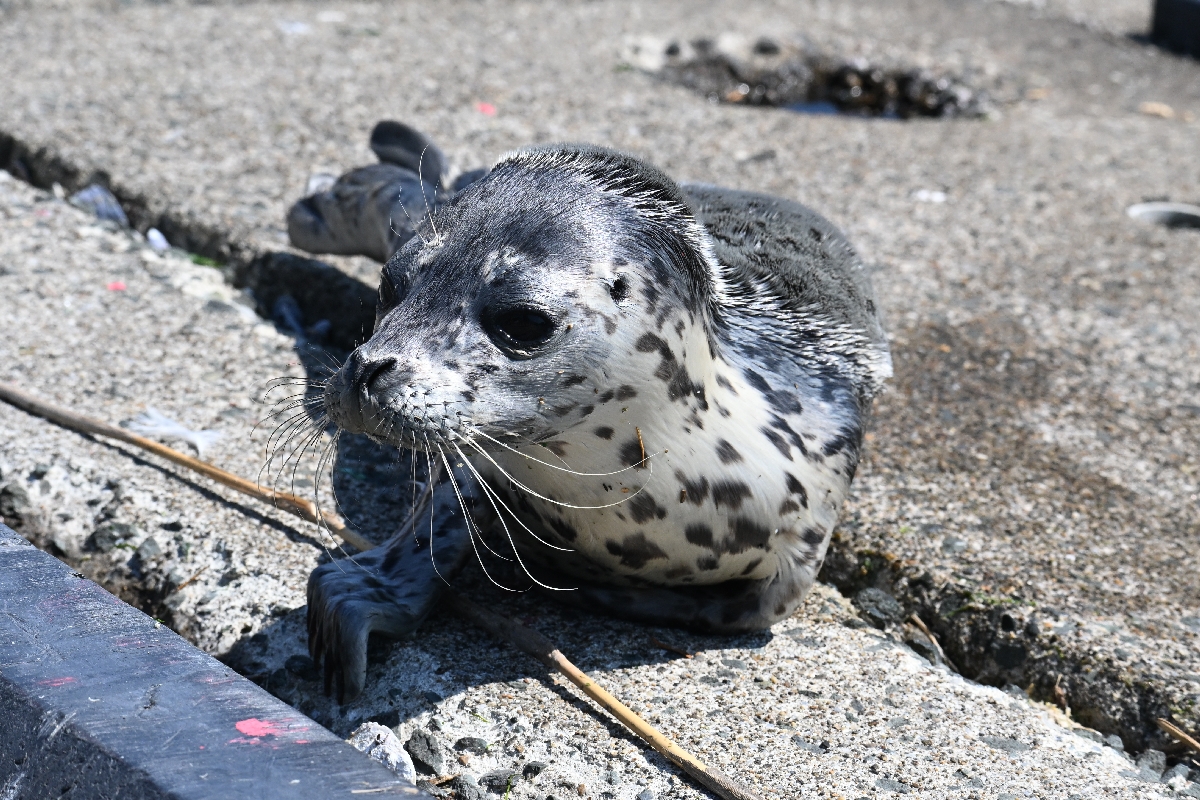 蕪島付近の海岸に漂着したゴマフアザラシ=14日午後2時ごろ