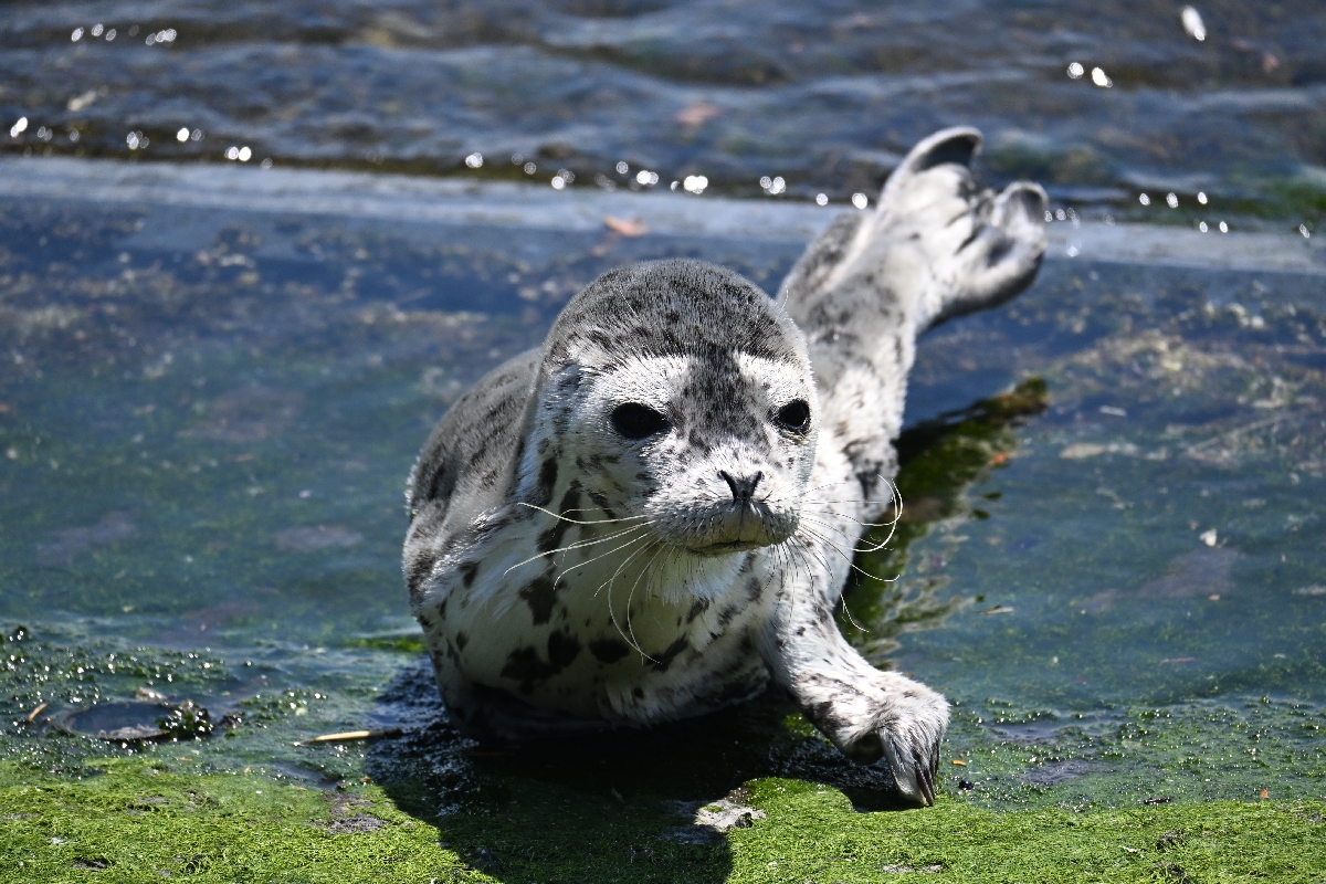 蕪島付近の海岸に漂着したゴマフアザラシ＝１４日午後１時ごろ