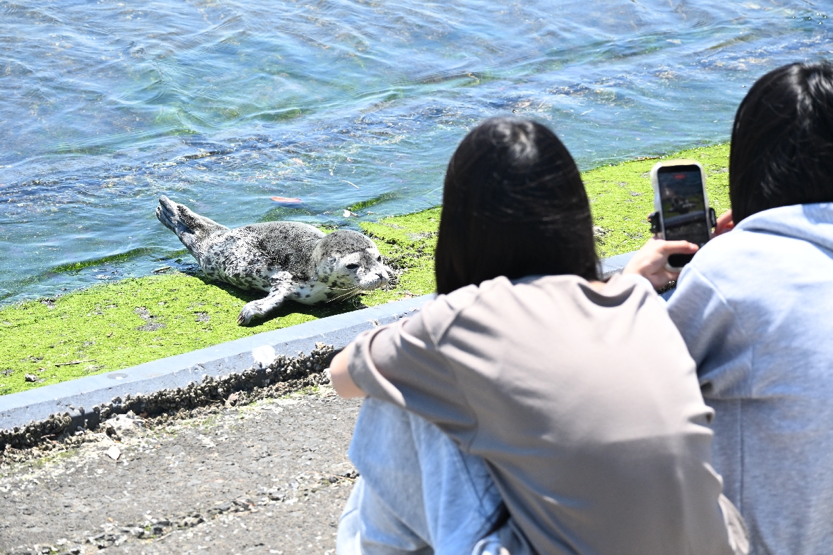 蕪島付近の海岸に集まり、漂着したゴマフアザラシを見詰める子どもたち＝１４日午後１時ごろ