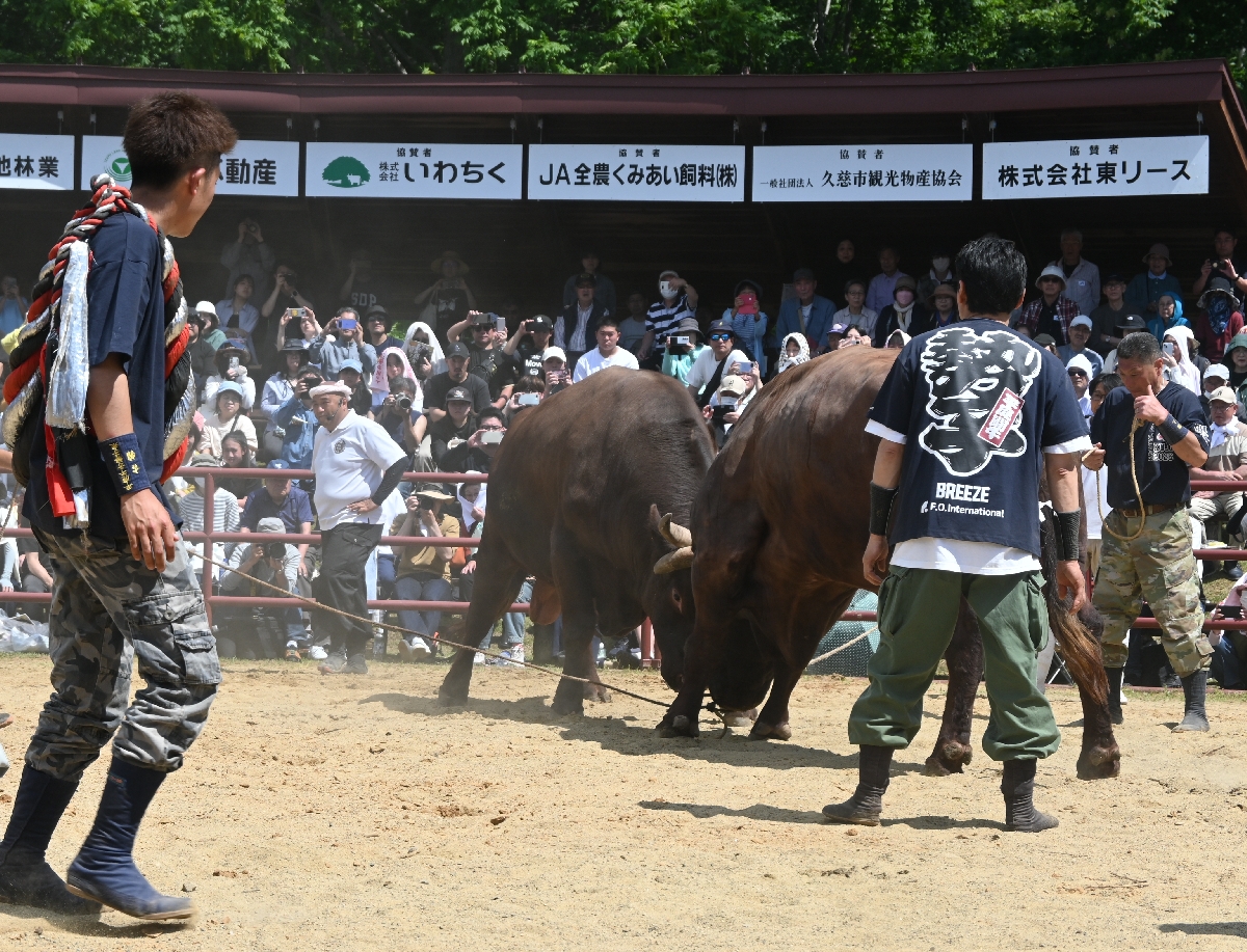 角の突き合いに３千人沸く　久慈で全国闘牛サミット記念大会