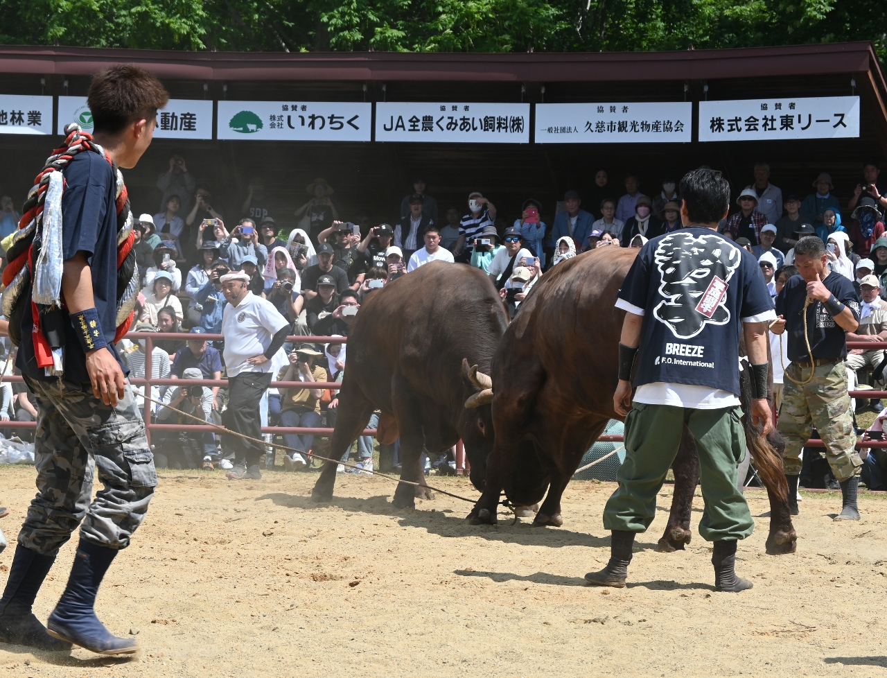 重さ約1トンの横綱同士の対戦も行われた闘牛大会=14日、久慈市