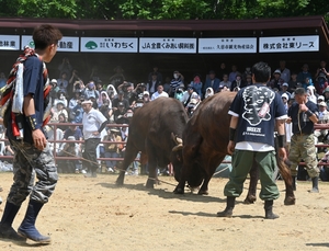 白熱の戦いに視線釘付け　久慈で10年ぶり全国闘牛サミット